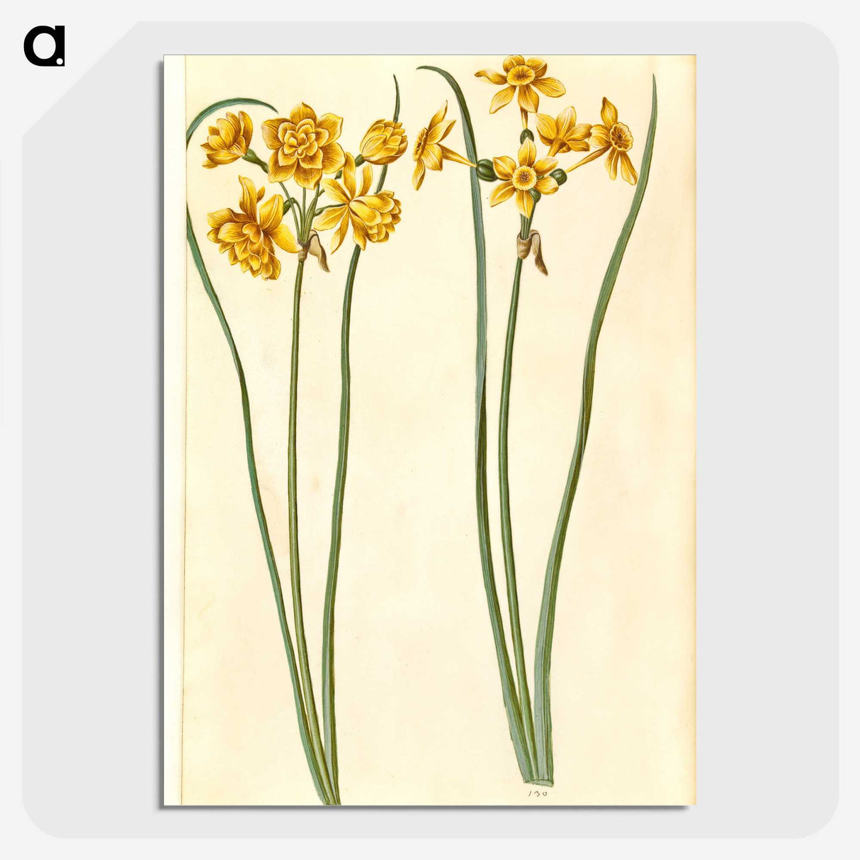 3-43_Maria-Sibylla-Merian_picture-crop
