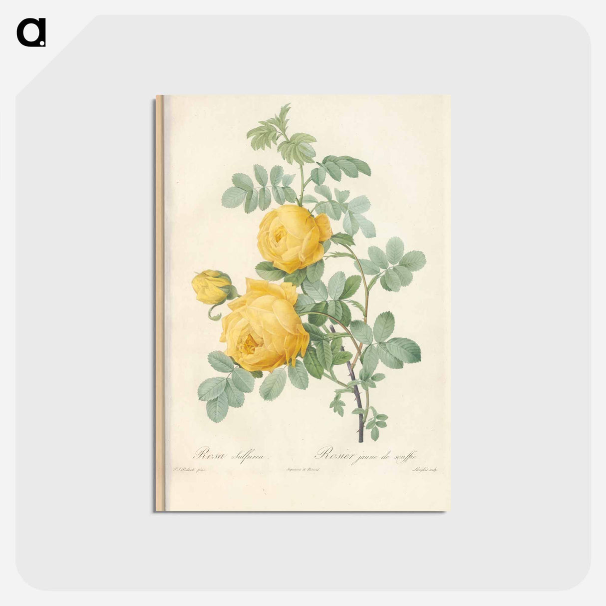アートポストカード-Rose illustration - ピエール ジョゼフ ルドゥーテ Postcard.