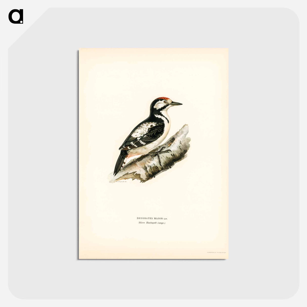 アートポストカード-Great Spotted Woodpecker
- スヴェンスカ フォグラル Postcard.