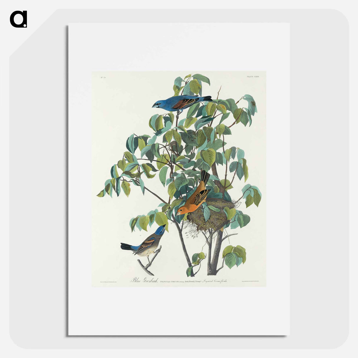 アートポスター-Blue Grosbeak from Birds of America
- アメリカの鳥たち Poster.