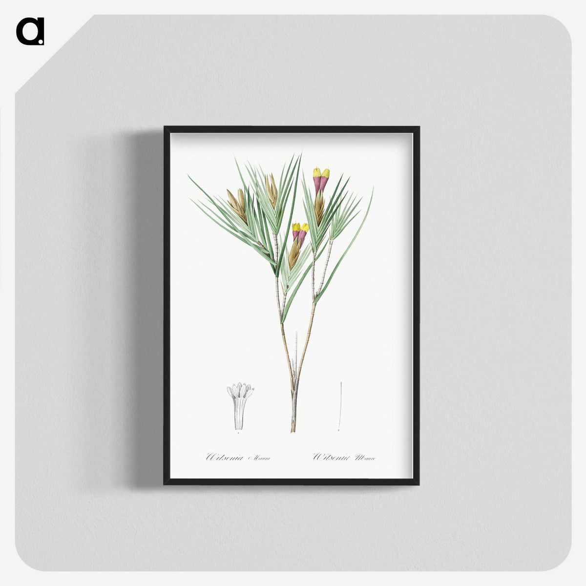 3-43_The-Lilies_blk-crop