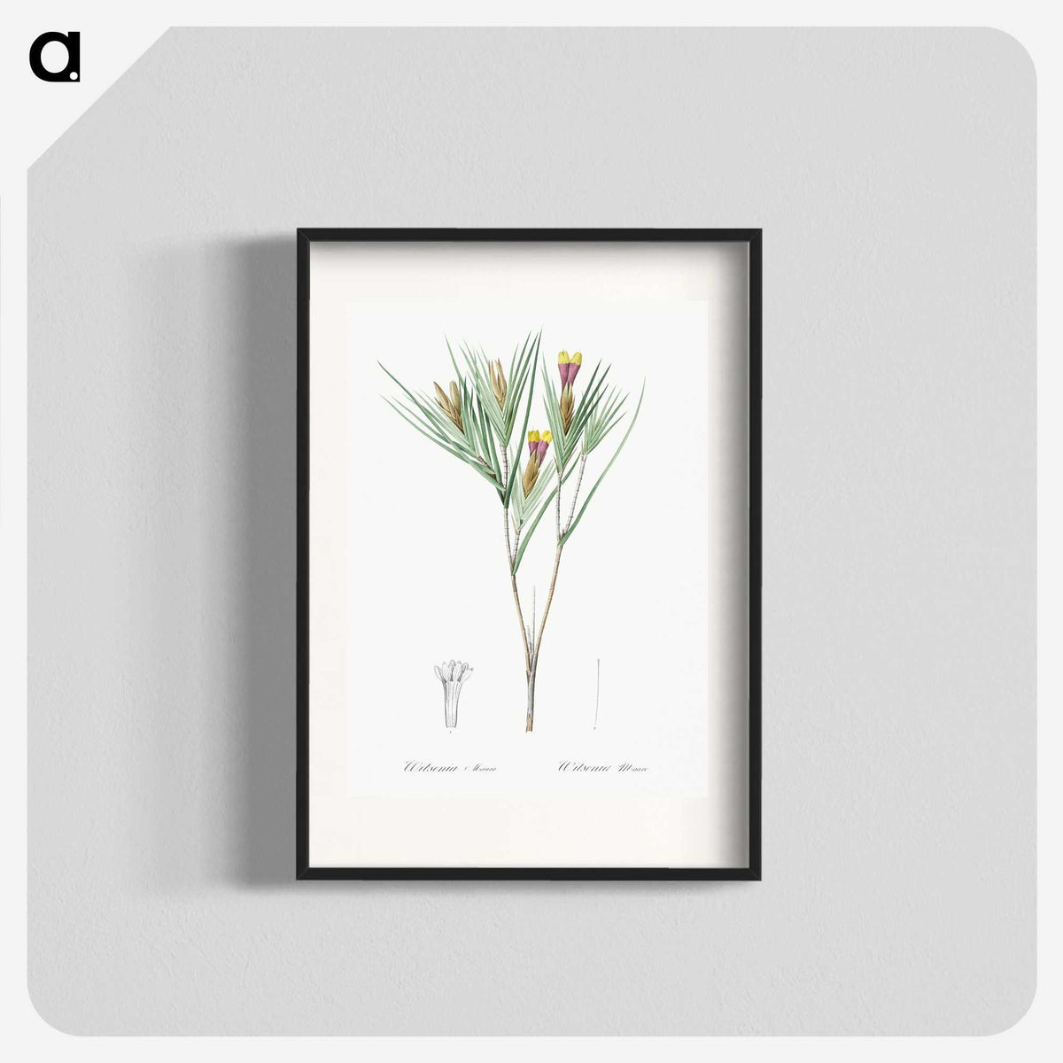 3-43_The-Lilies_blk