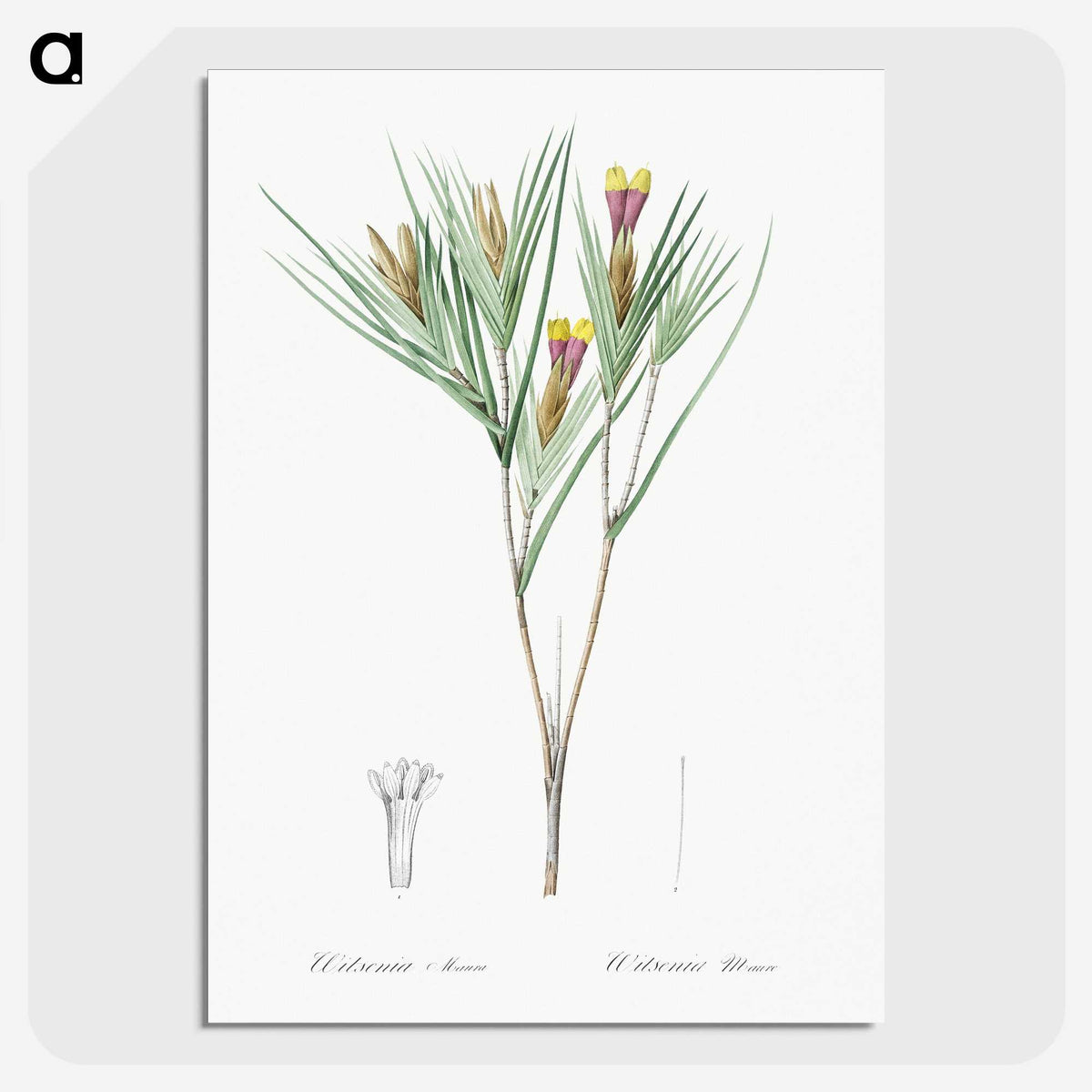 3-43_The-Lilies_picture-crop