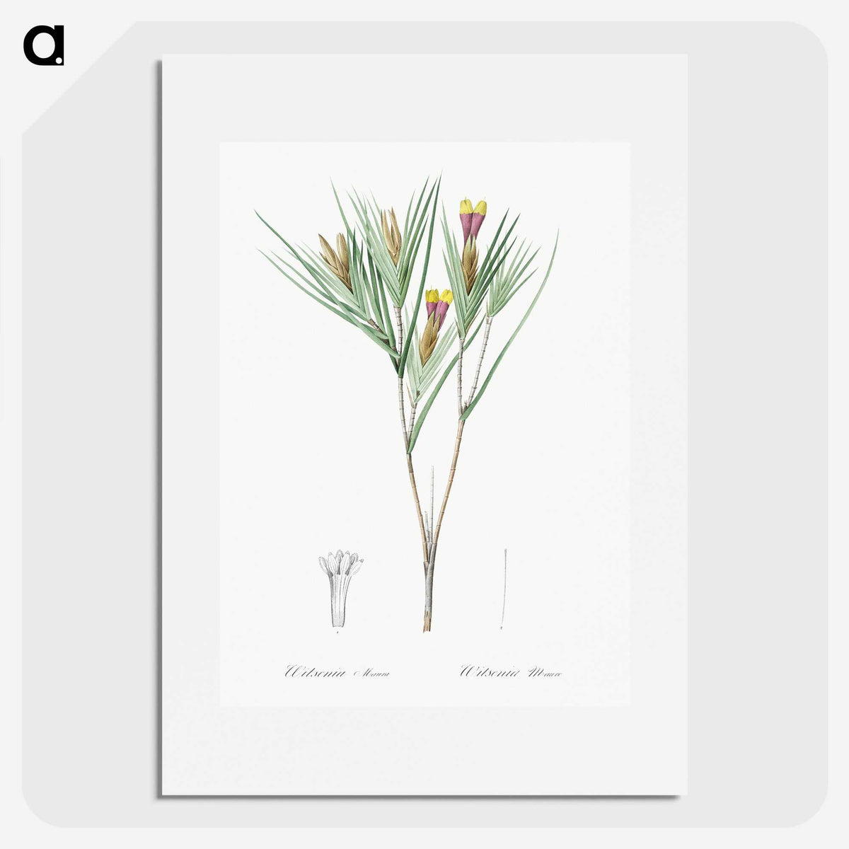 3-43_The-Lilies_picture