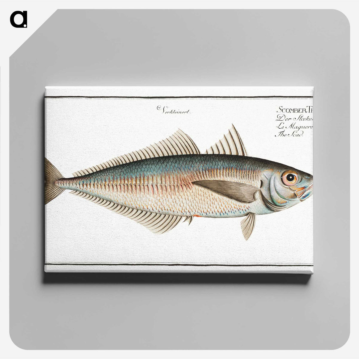 3-44_Ichtyologie-ou-Histoire-naturelle_canvas
