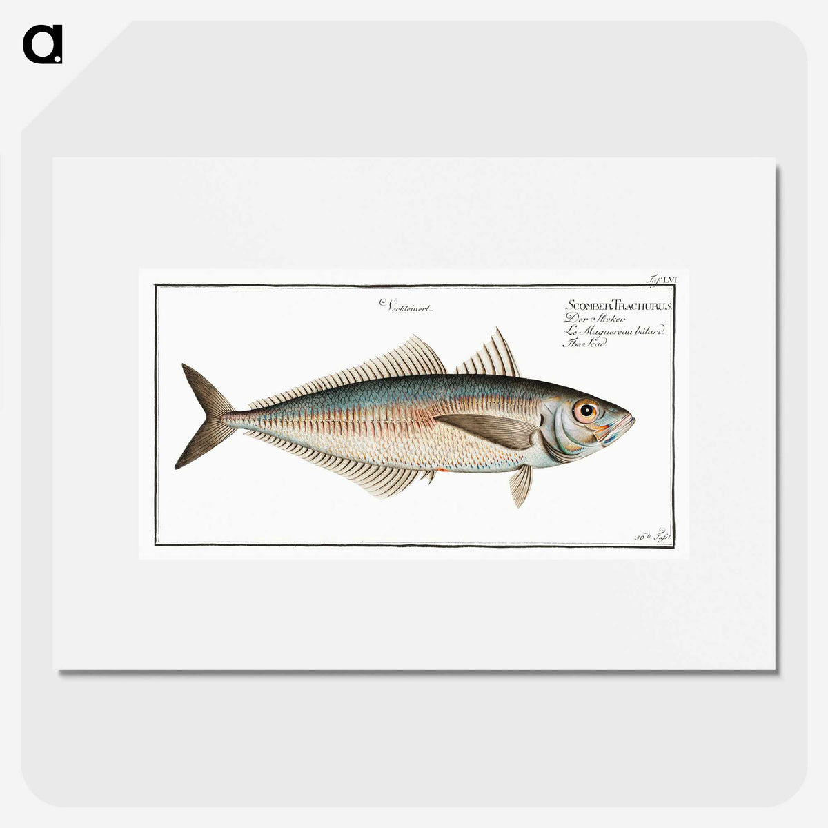 3-44_Ichtyologie-ou-Histoire-naturelle_picture