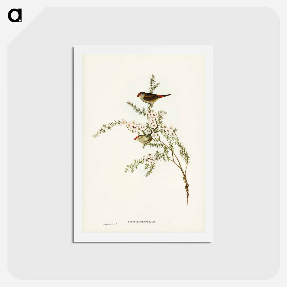 アートポストカード-Red-eyebrowed Finch
- ジョン グールド Postcard.