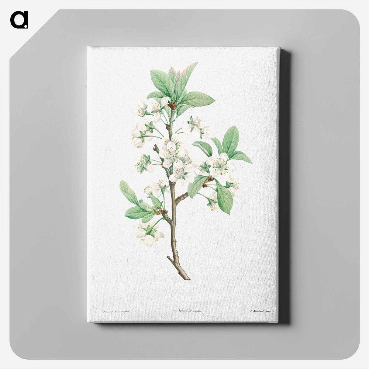アートパネル-Plum Flower - ピエール ジョゼフ ルドゥーテ Canvas.