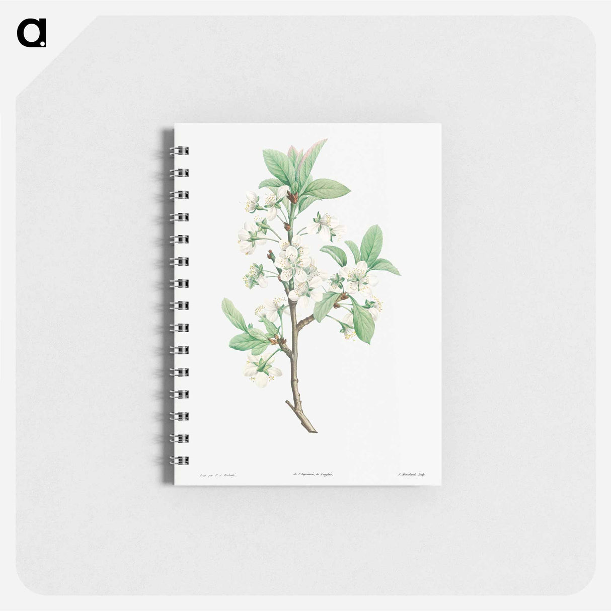 Plum Flower - ピエール ジョゼフ ルドゥーテ Memo.