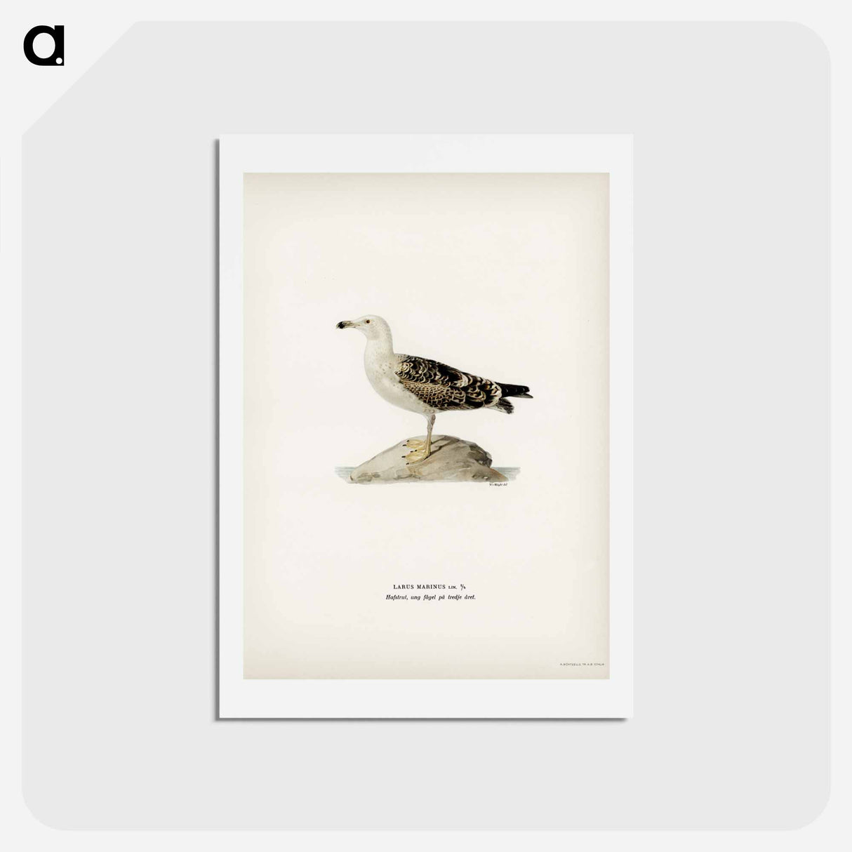 アートポストカード-Great Black-Backed Gull
- スヴェンスカ フォグラル Postcard.