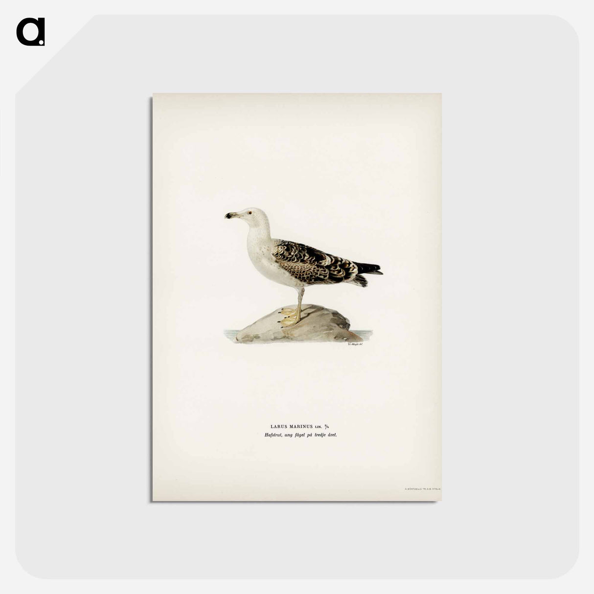 アートポストカード-Great Black-Backed Gull
- スヴェンスカ フォグラル Postcard.