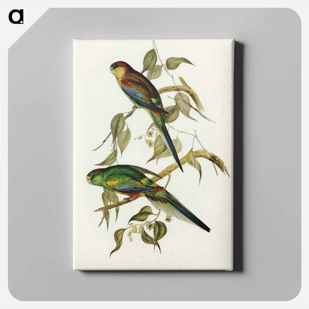 Many-coloured Parakeet
- オーストラリアの鳥 Canvas.