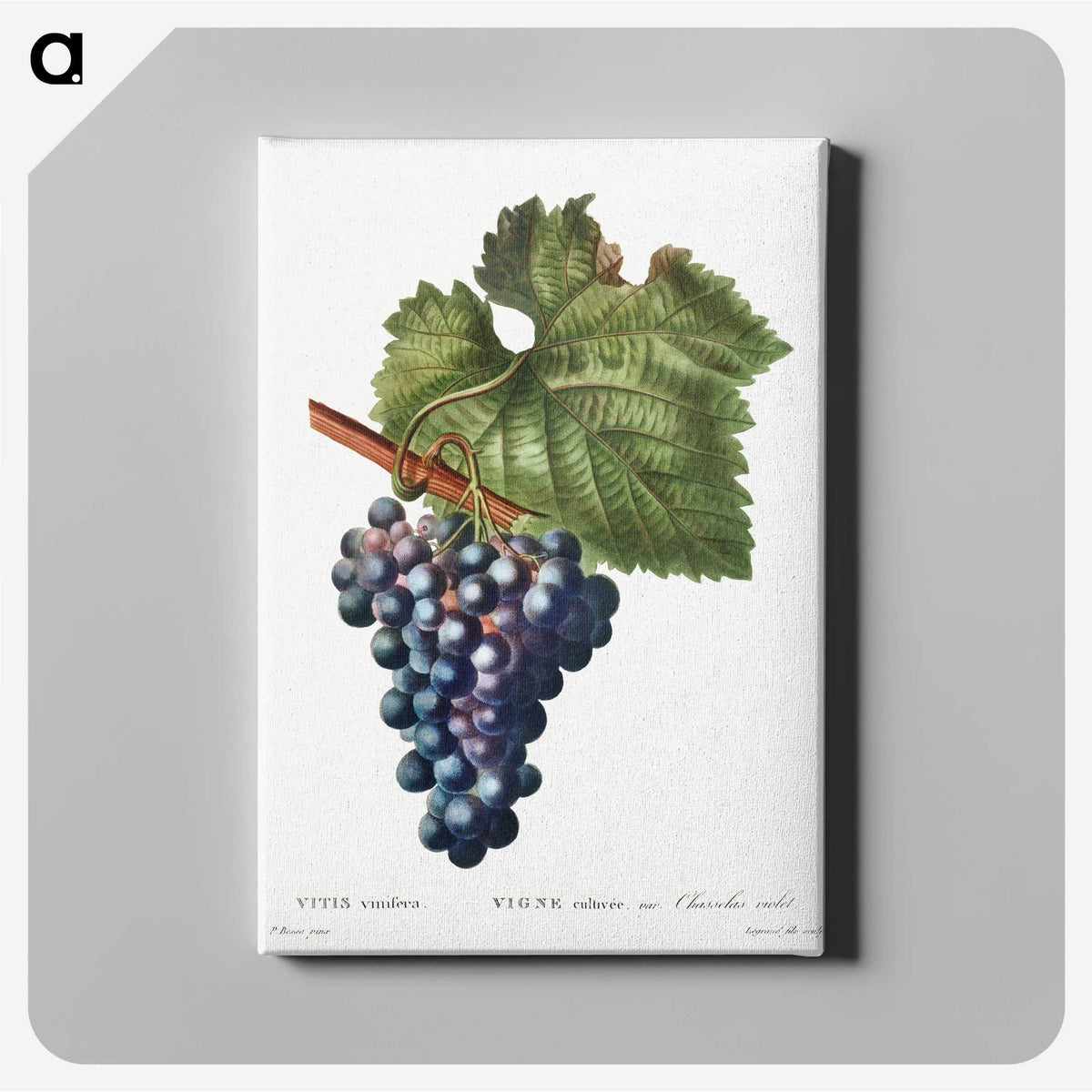 3-44_Treatise-on-Trees-and-Shrubs_canvas