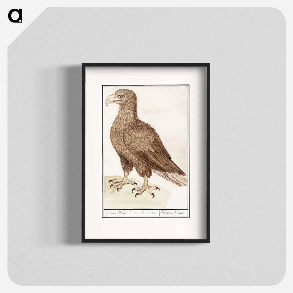 White-tailed eagle - アンセルムス ボエティウス デ ブート Poster.