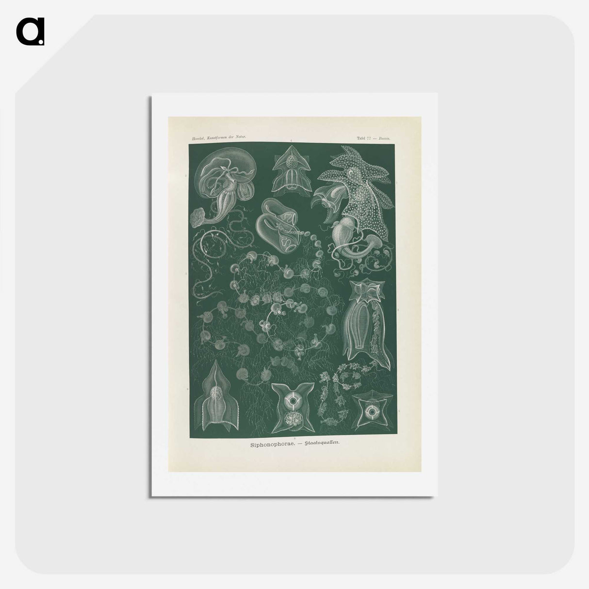 3-45_Ernst-Haeckel_hagaki