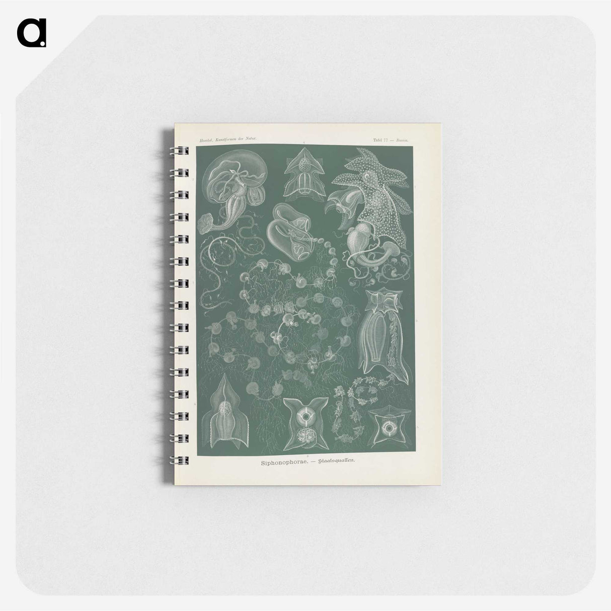 3-45_Ernst-Haeckel_memo