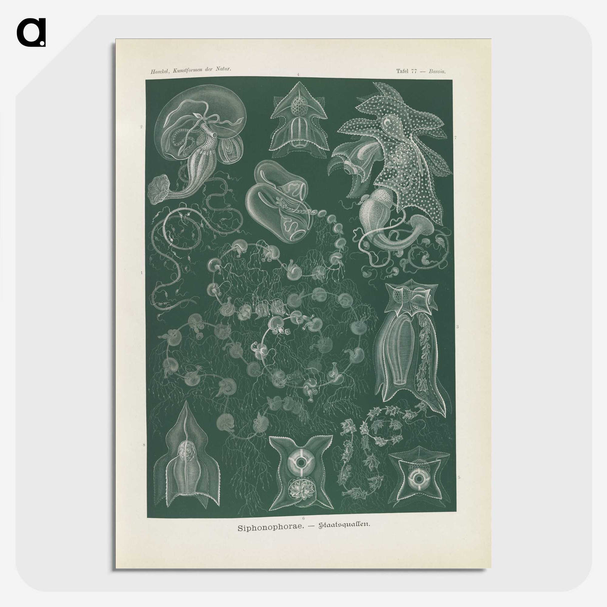 3-45_Ernst-Haeckel_picture-crop