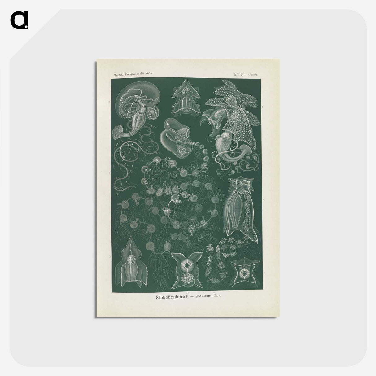 3-45_Ernst-Haeckel_postcard