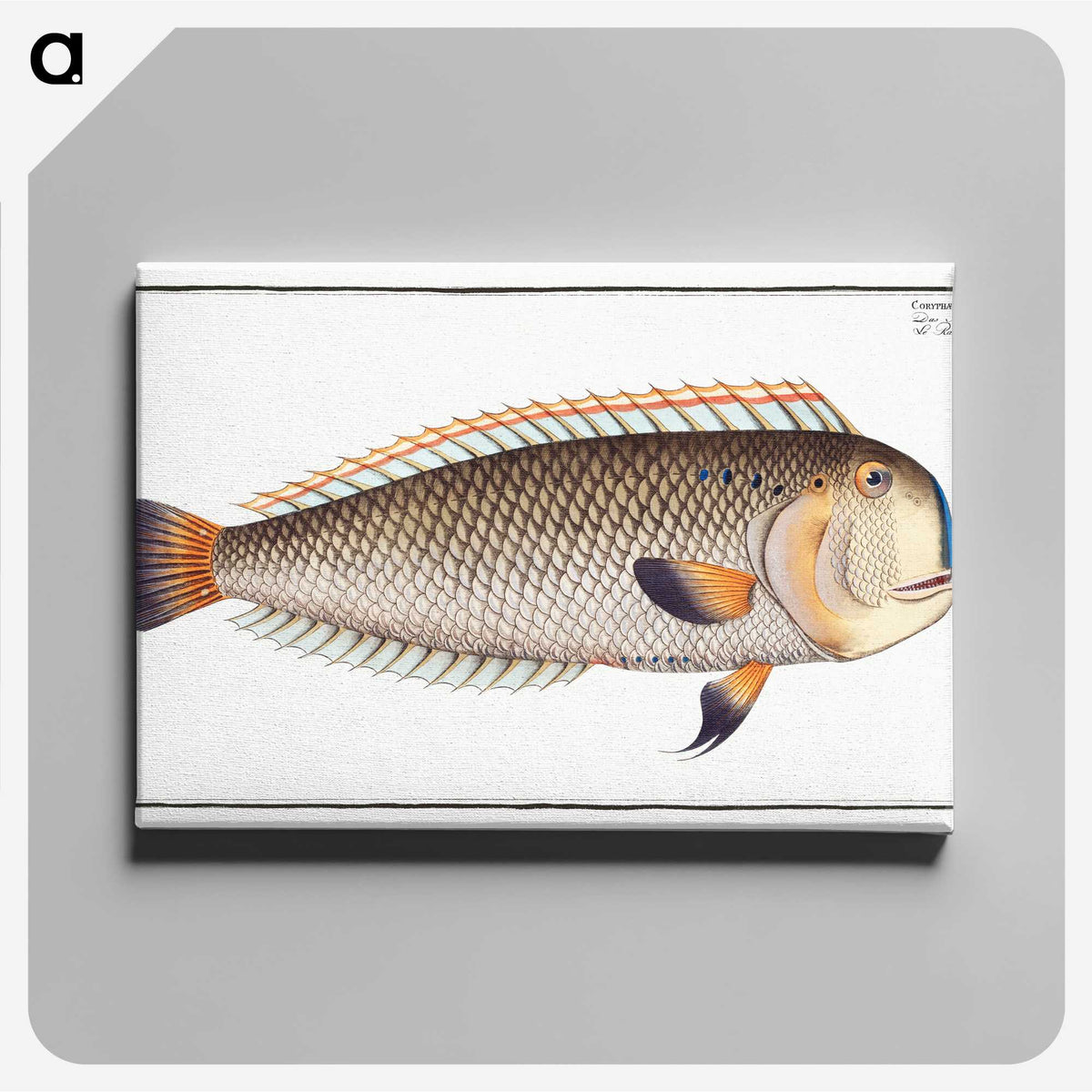 3-45_Ichtyologie-ou-Histoire-naturelle_canvas