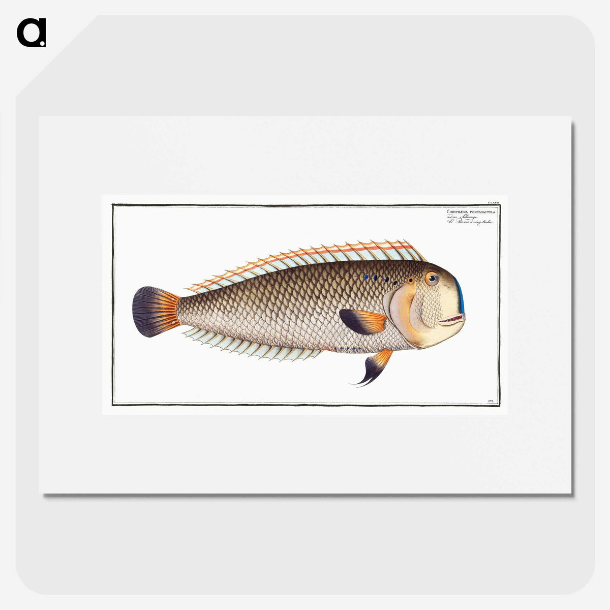 3-45_Ichtyologie-ou-Histoire-naturelle_picture