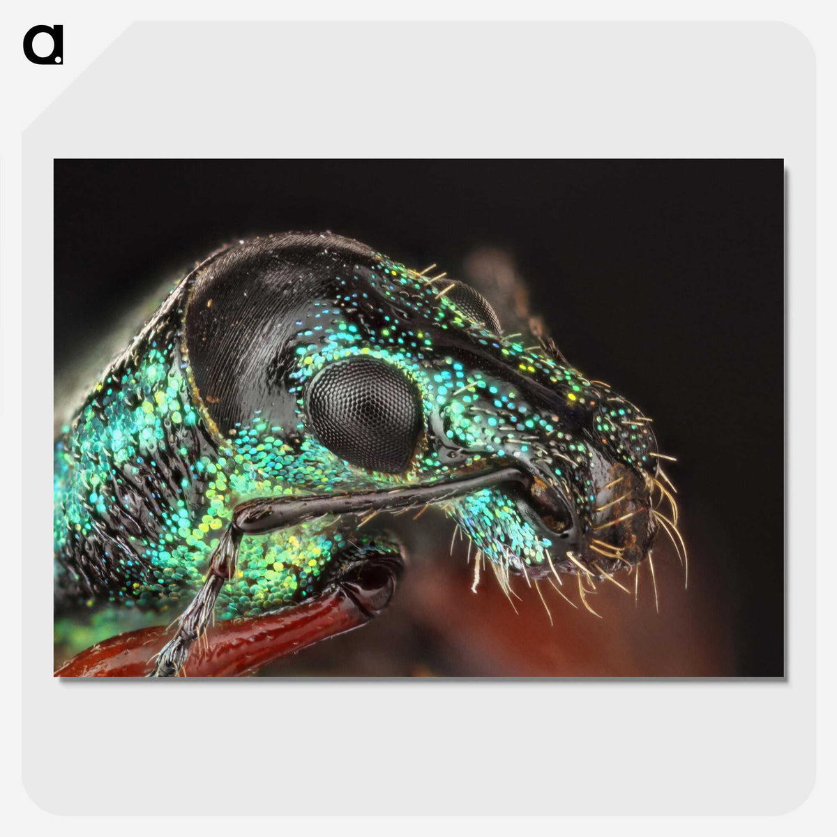 3-45_Insects-Unlocked-Project_picture-crop