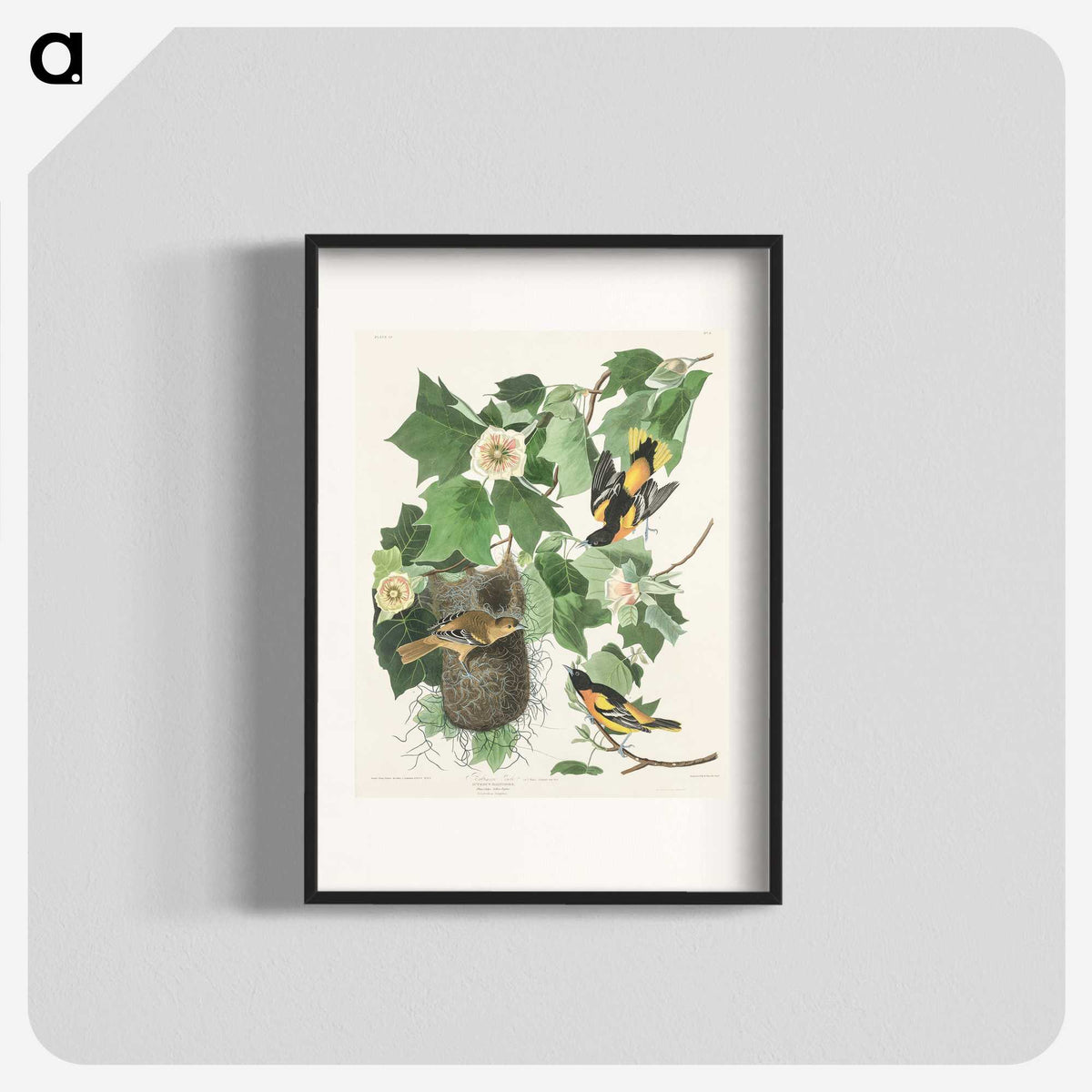 3-45_John-James-Audubon_blk