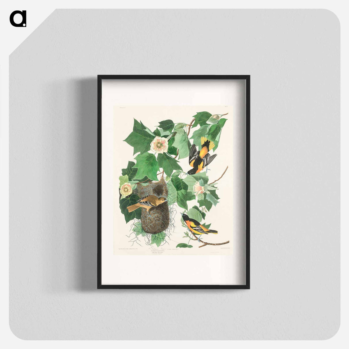 アートポスター-Baltimore Oriole
- ジョン ジェームス オーデュボン Poster.