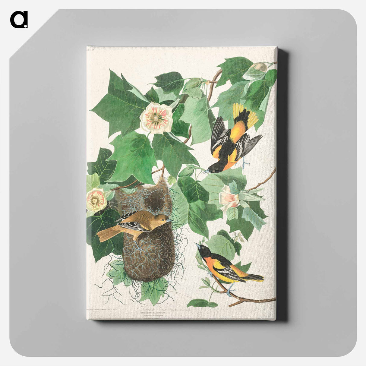 アートパネル-Baltimore Oriole
- ジョン ジェームス オーデュボン Canvas.