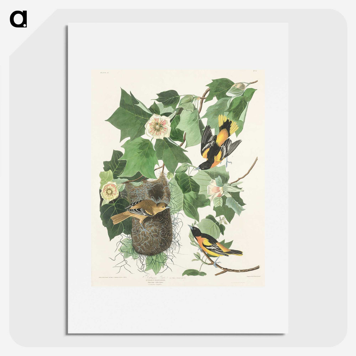 3-45_John-James-Audubon_picture