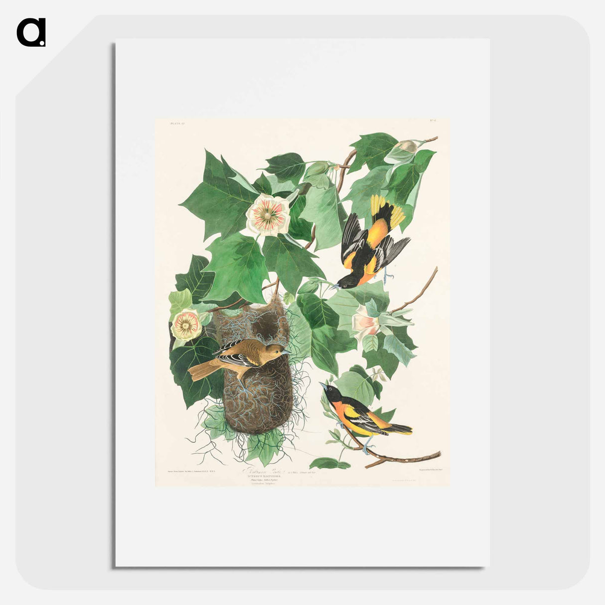 アートポスター-Baltimore Oriole
- ジョン ジェームス オーデュボン Poster.