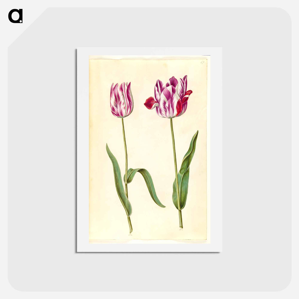 アートポストカード-Tulipa gesneriana
- マリア ジビーラ メーリアン Postcard.
