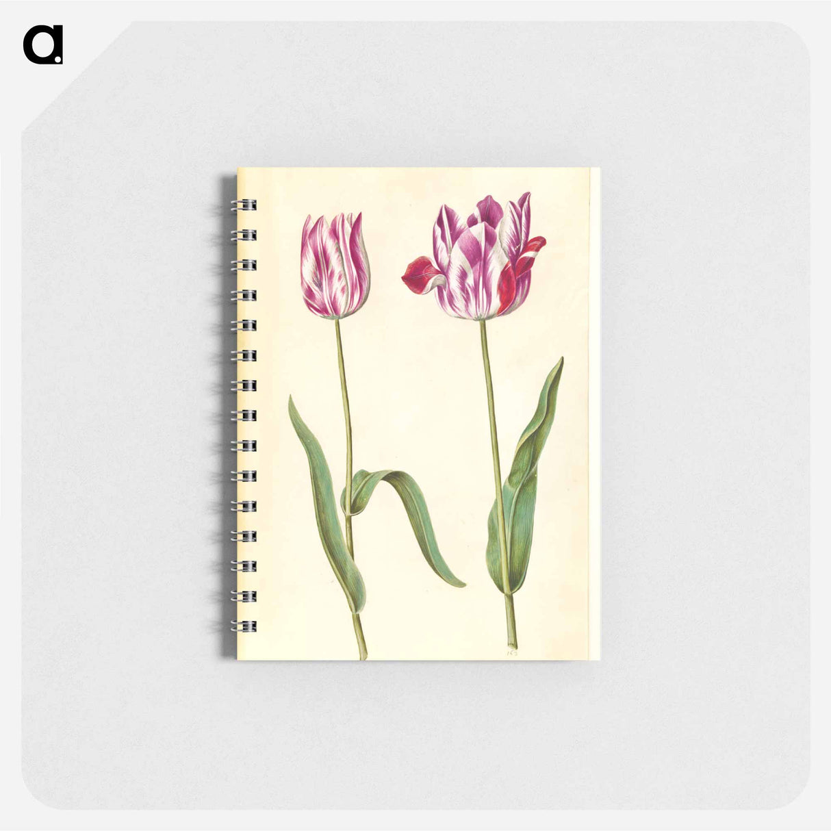 アートメモ帳-Tulipa gesneriana
- マリア ジビーラ メーリアン Memo.