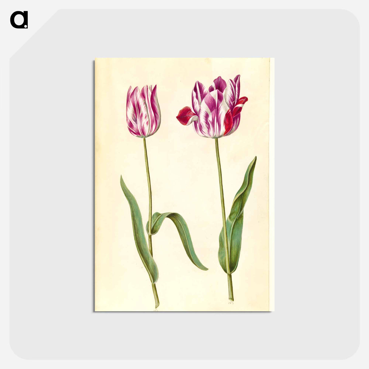アートポストカード-Tulipa gesneriana
- マリア ジビーラ メーリアン Postcard.