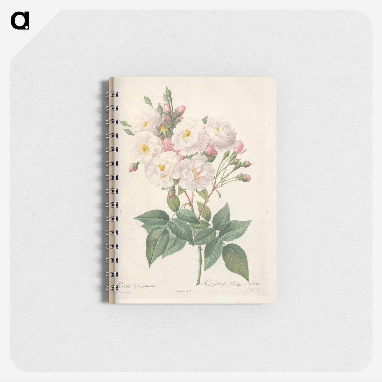 Rose illustration - ピエール ジョゼフ ルドゥーテ Memo.