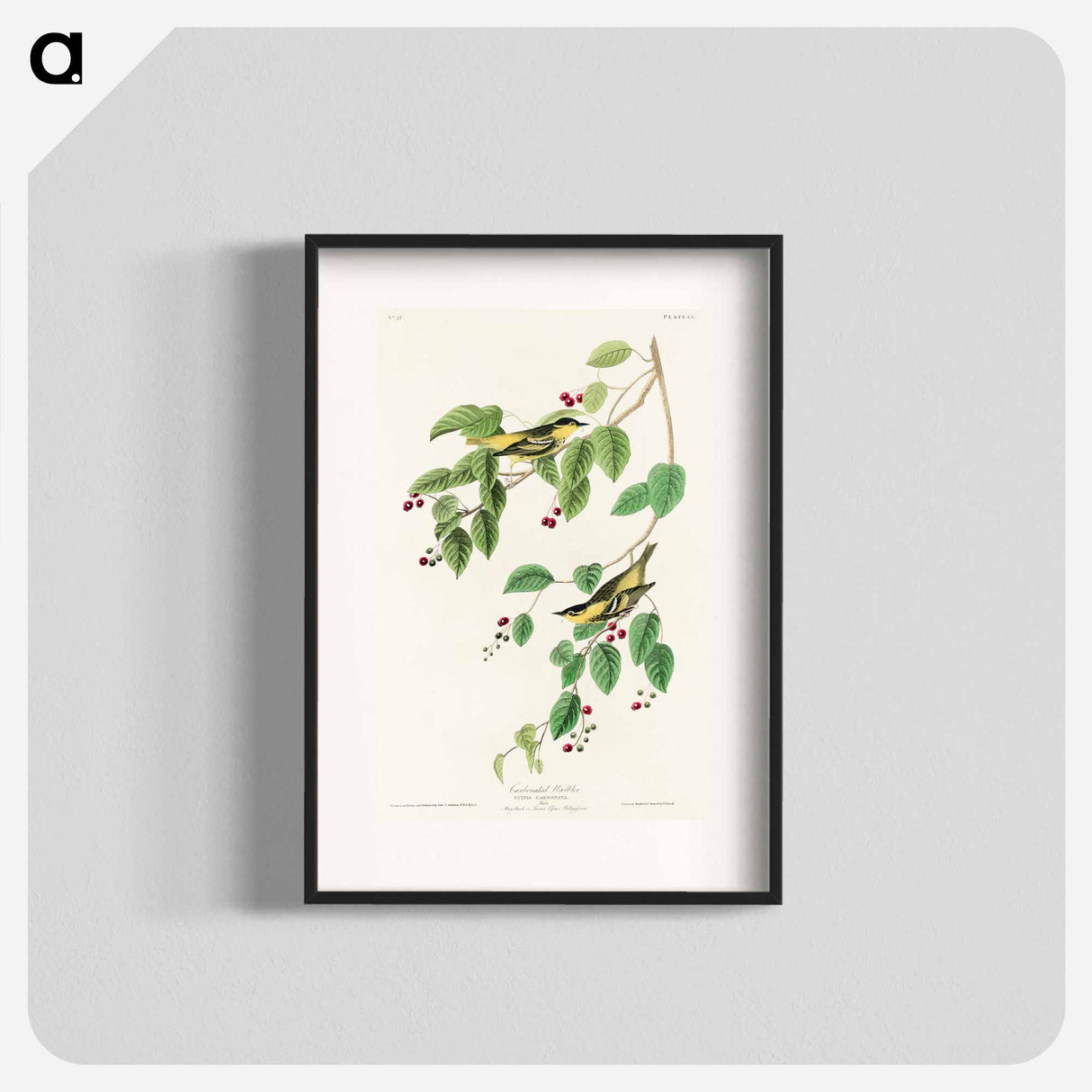 アートポスター-Carbonated Warbler from Birds of America
- アメリカの鳥たち Poster.