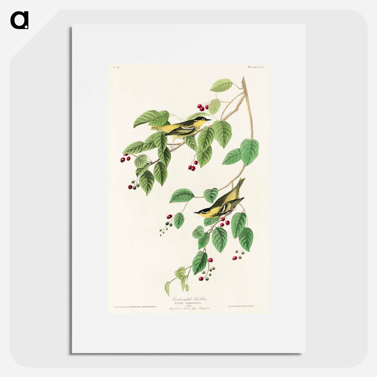 アートポスター-Carbonated Warbler from Birds of America
- アメリカの鳥たち Poster.