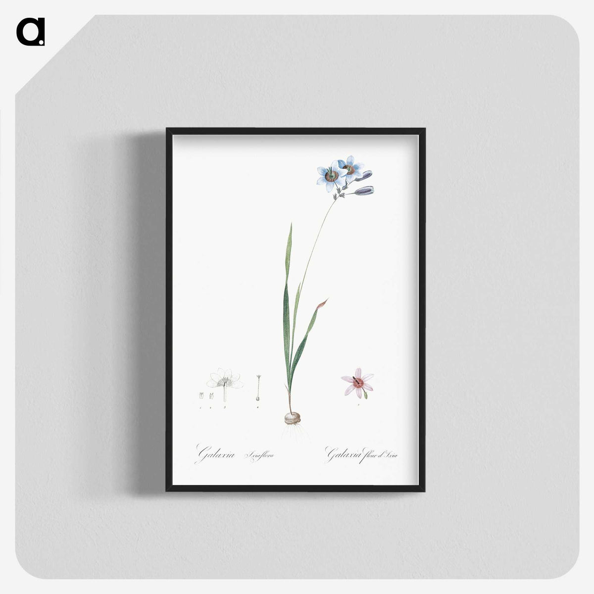 3-45_The-Lilies_blk-crop