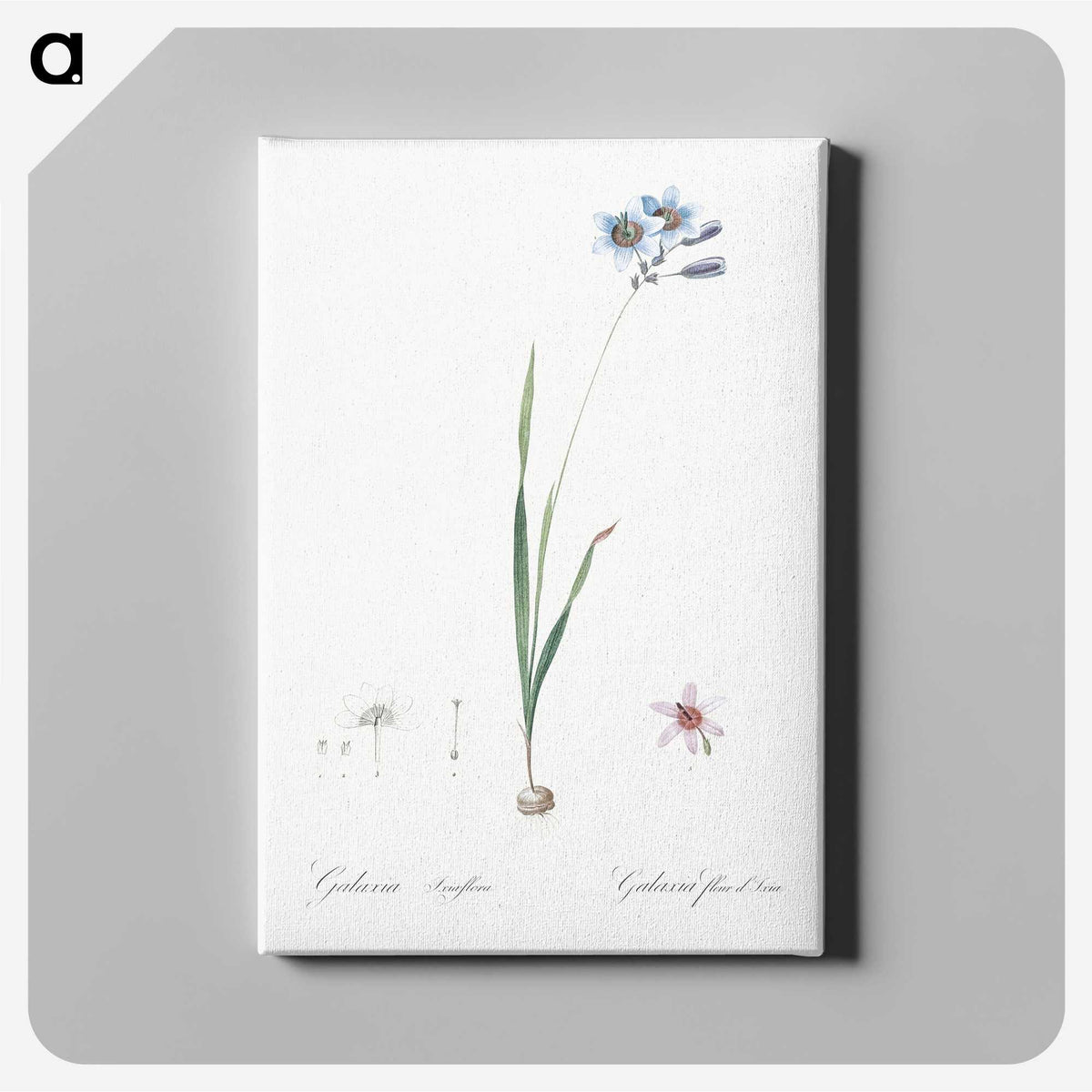 3-45_The-Lilies_canvas