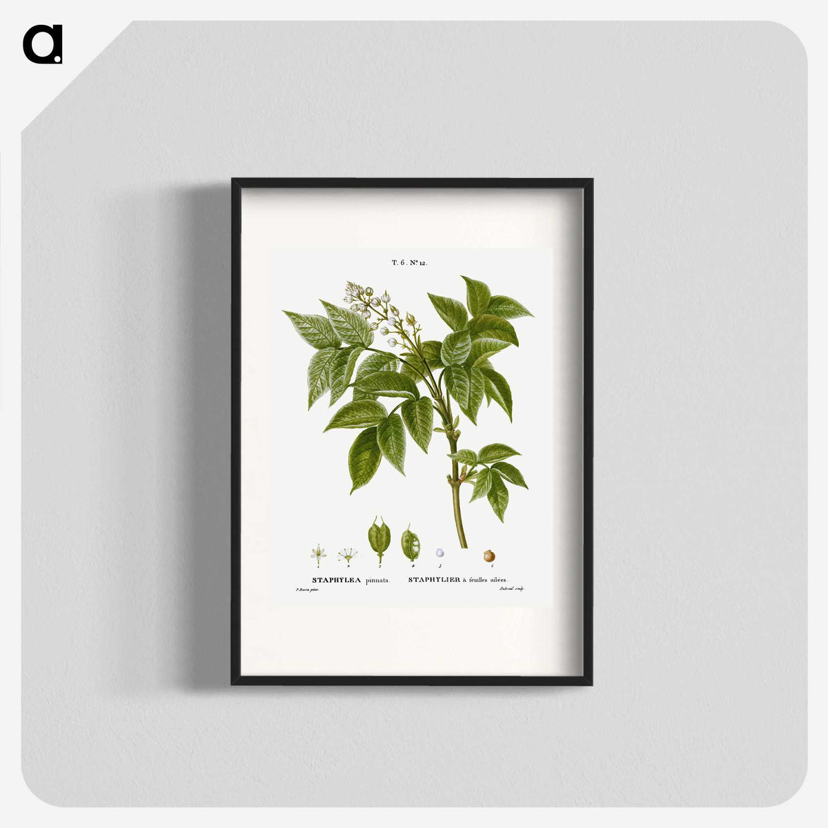 3-45_Treatise-on-Trees-and-Shrubs_blk