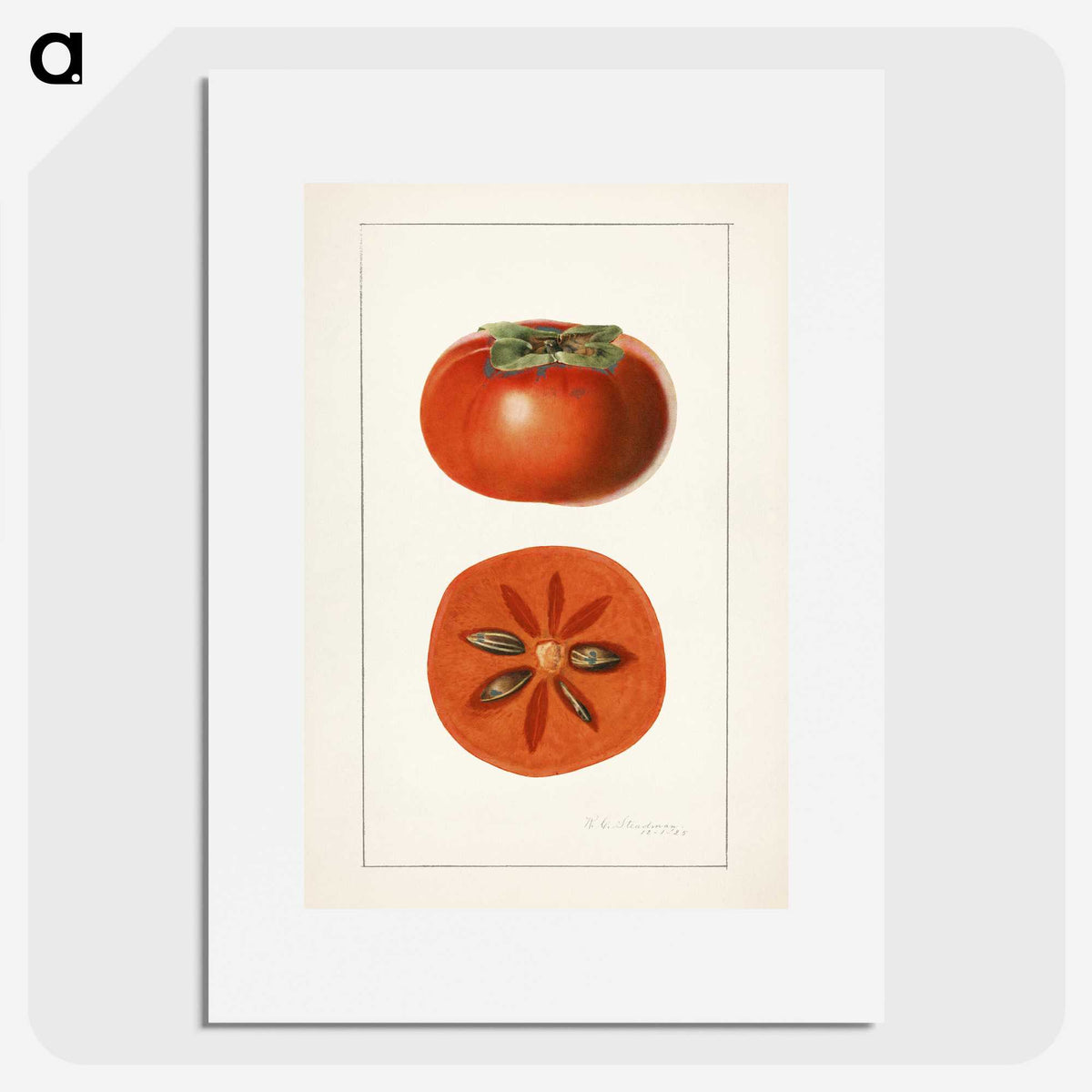 3-45_USDA-Watercolor-Fruit-Painting-Collection_picture