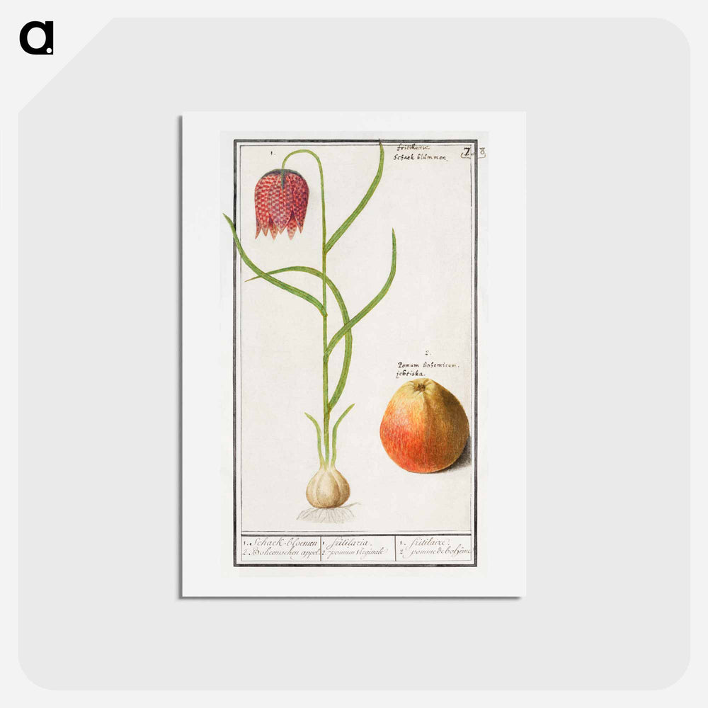 Snake's head fritillary, Fritillaria meleagris and an apple - アンセルムス ボエティウス デ ブート Postcard.