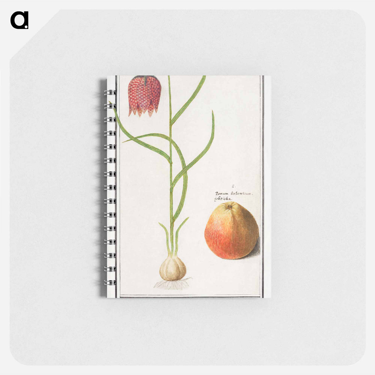 Snake's head fritillary, Fritillaria meleagris and an apple - アンセルムス ボエティウス デ ブート Memo.