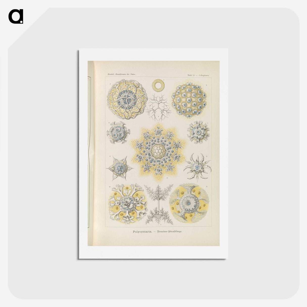3-46_Ernst-Haeckel_hagaki