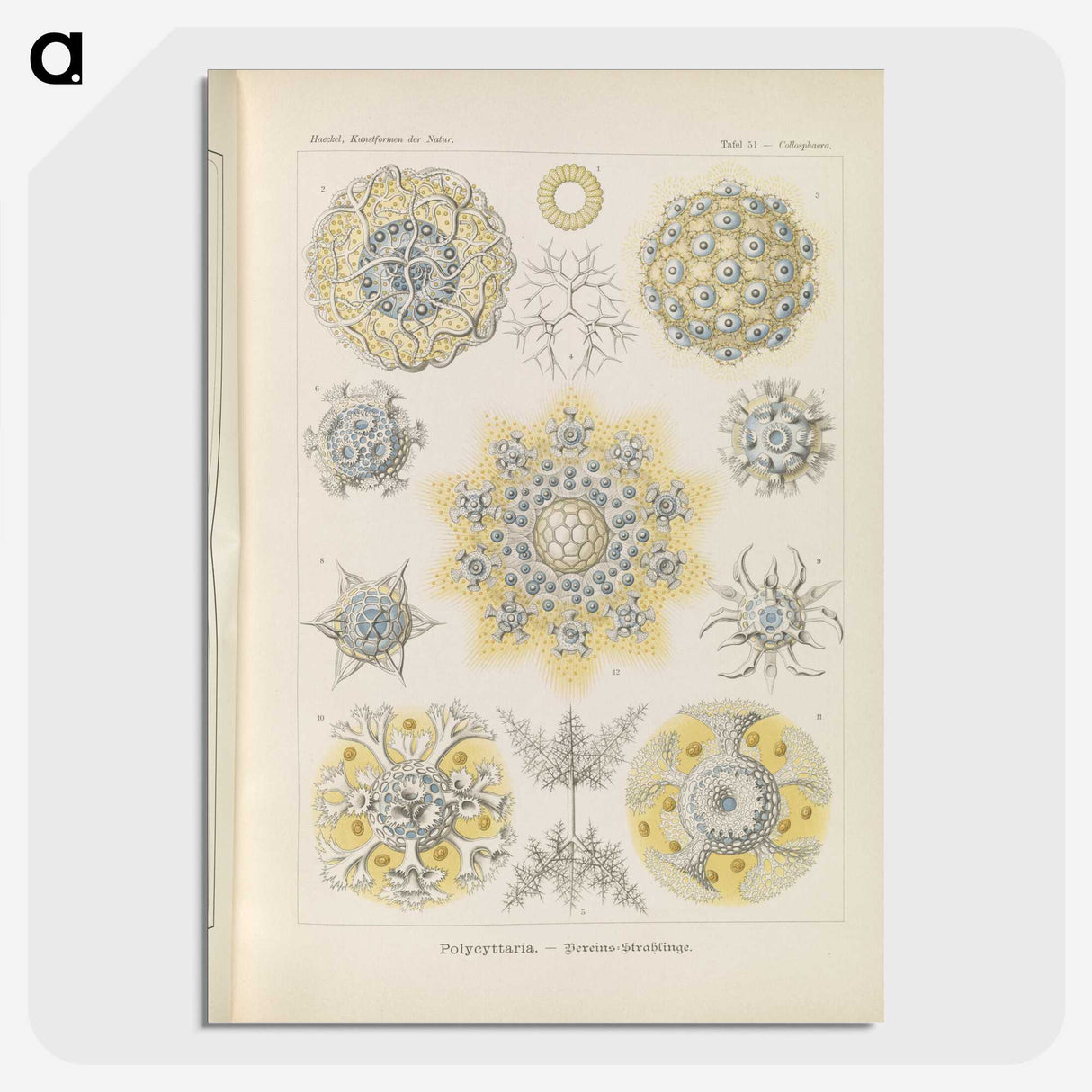 3-46_Ernst-Haeckel_picture-crop