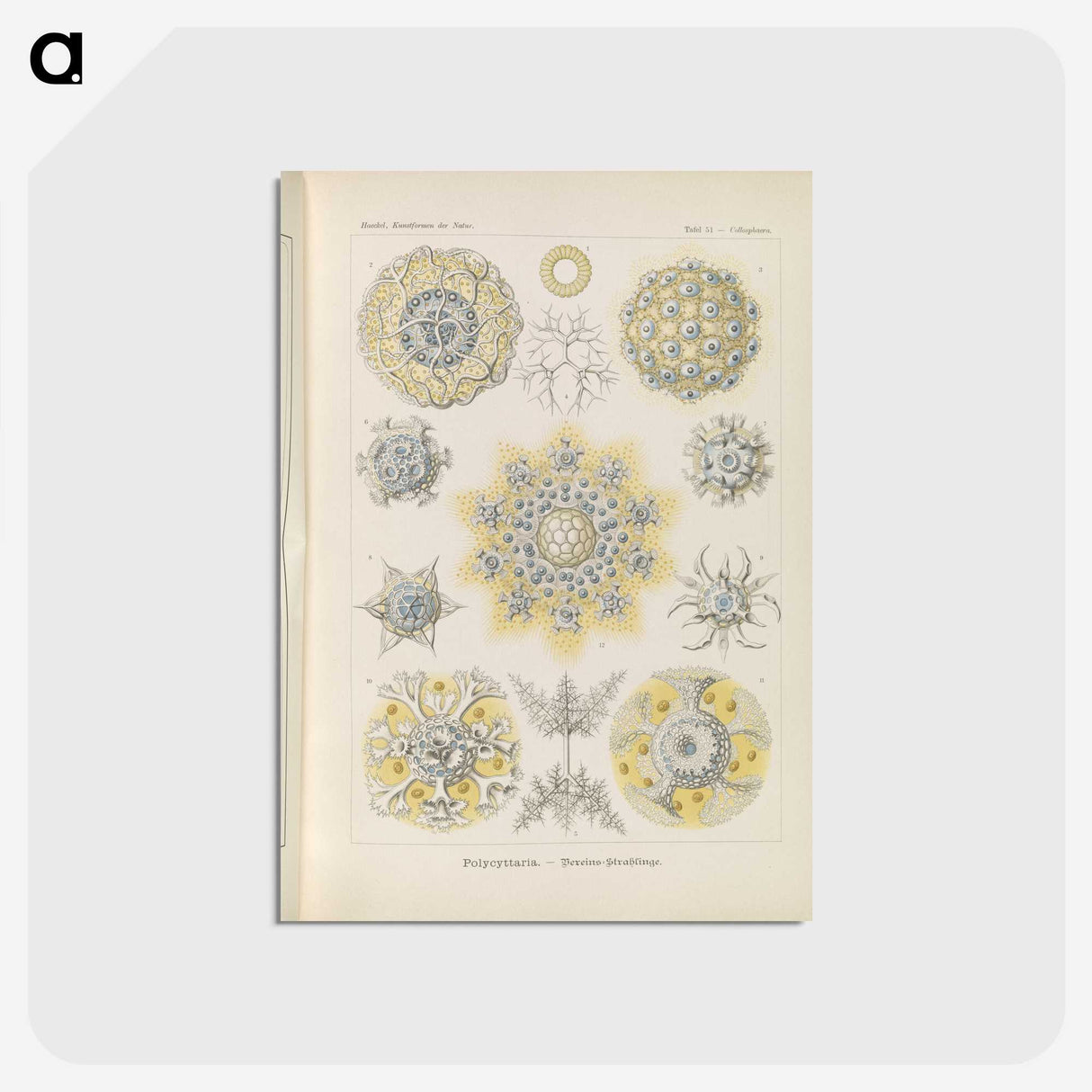 3-46_Ernst-Haeckel_postcard