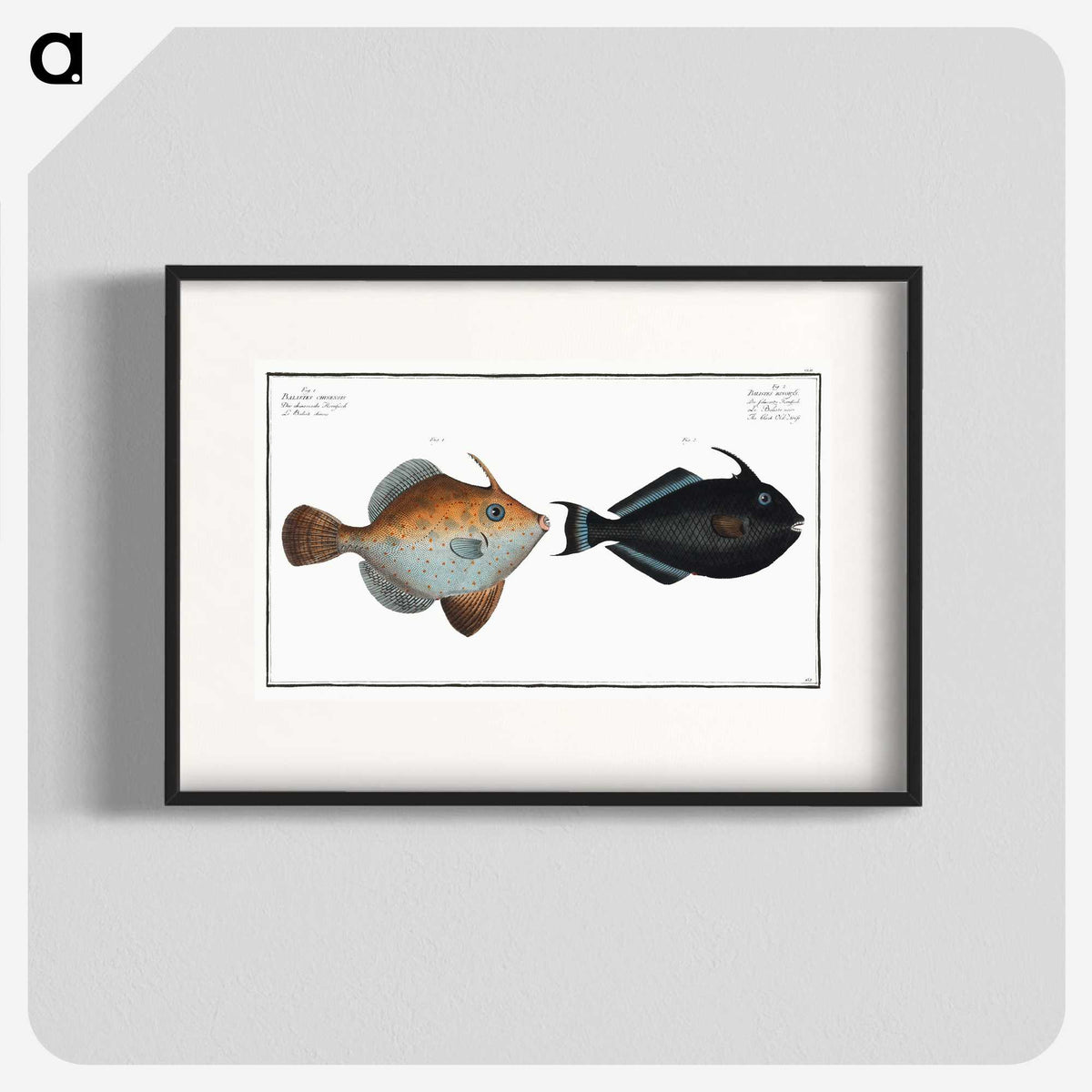 3-46_Ichtyologie-ou-Histoire-naturelle_blk