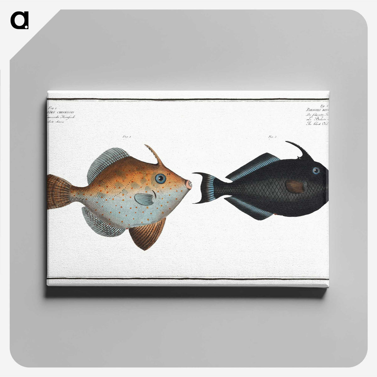 3-46_Ichtyologie-ou-Histoire-naturelle_canvas