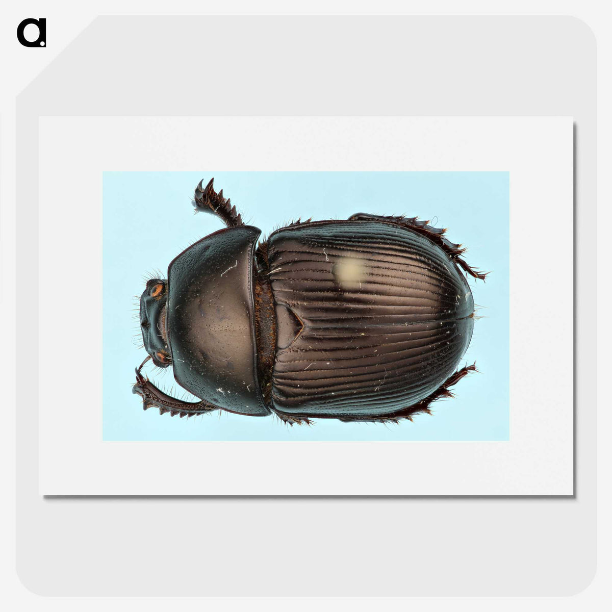 3-46_Insects-Unlocked-Project_picture