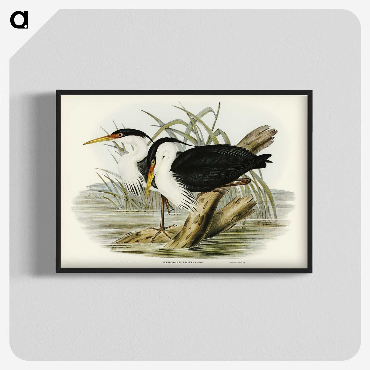 3-46_John-Gould_blk-crop
