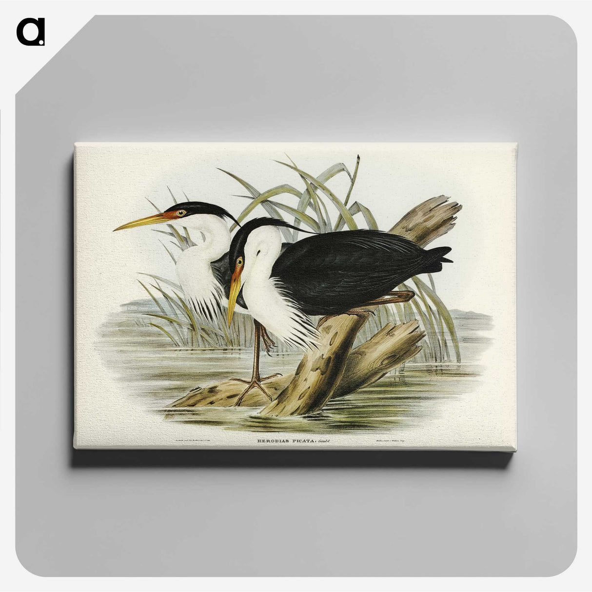 3-46_John-Gould_canvas